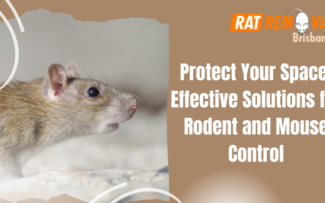 Protect Your Space: Effective Solutions for Rodent and Mouse Control